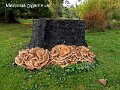 Meripilus giganteus-amf1554